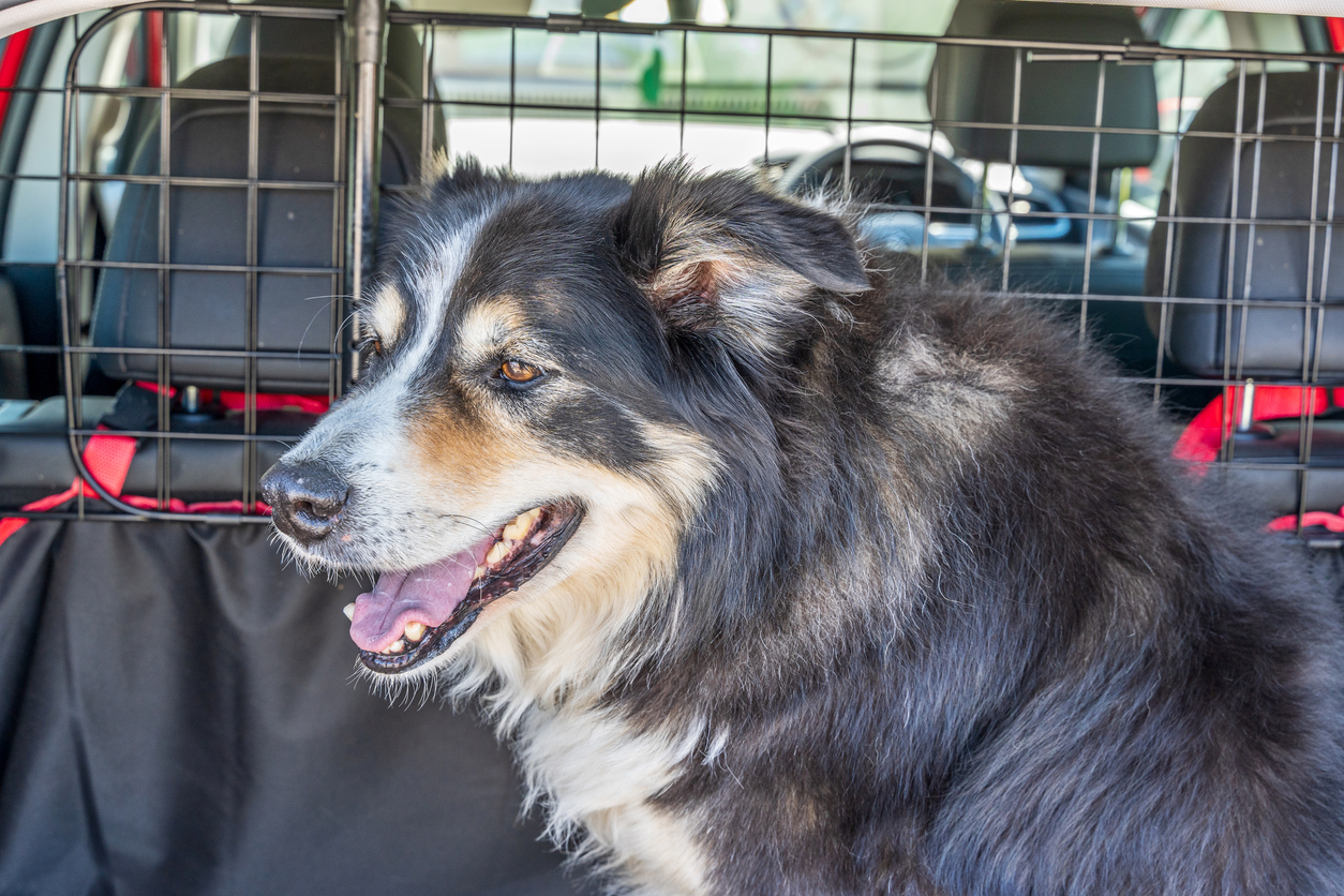 Como levar o animal dentro do carro