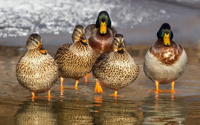 Patos