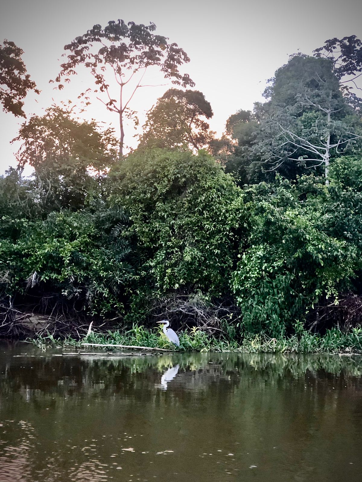 Garça Faz Graça Aos Visitantes Em Passeio De Barco No Rio Miranda