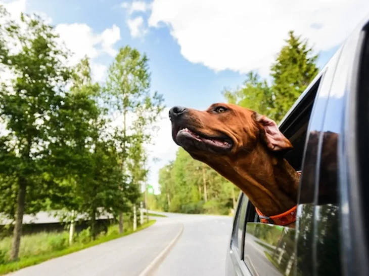 Cuidados com a segurança dos pets no automóvel