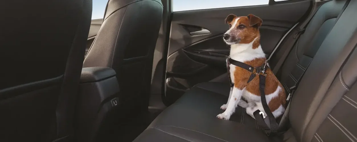Dicas de como viajar com pet de carro