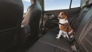 Dicas de como viajar com pet de carro