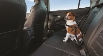 Dicas de como viajar com pet de carro