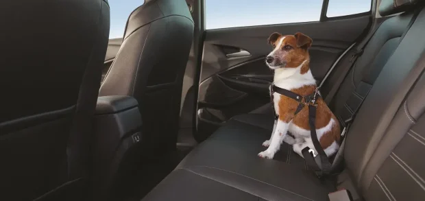 Dicas de como viajar com pet de carro